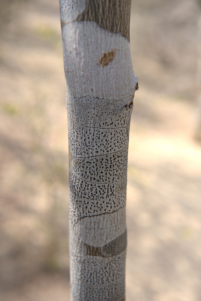medicinal tree bark